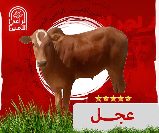 عجل بلدي صغير من 80الي 100 كيلومع بوكس هديه بمناسبة اليوم الوطني