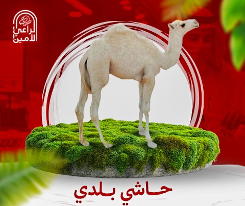 حاشي بلدي  90 -100 كيلومع بوكس هديه بمناسبة اليوم الوطني