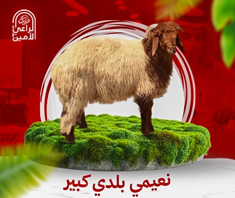 نعيمي بلدي 18-22 كيلو مع بوكس هديه بمناسبة اليوم الوطني