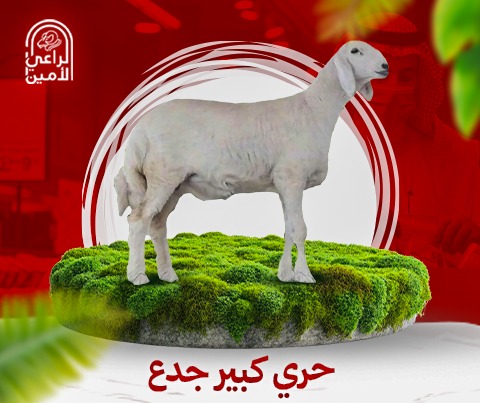 حري جذع 19-21كيلو مع بوكس هديه بمناسبة اليوم الوطني