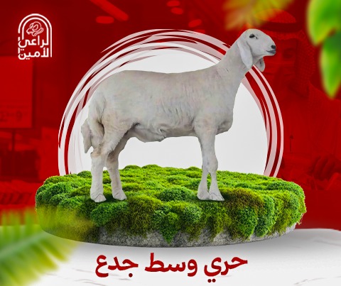 حري جذع 16-18كيلو مع بوكس هديه بمناسبة اليوم الوطني