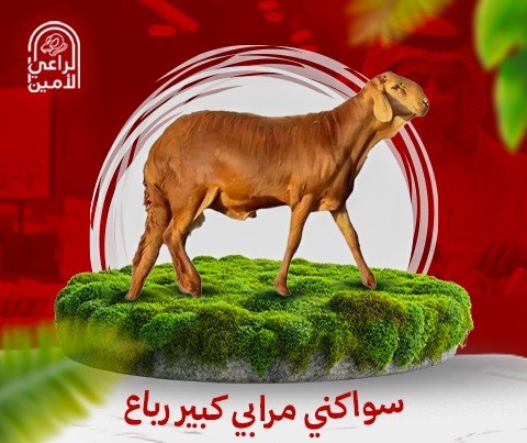 سواكني جذع كبير 21-23كيلو تقريبا مع بوكس هديه بمناسبة اليوم الوطني