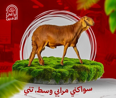 سواكني جذع وسط 18-20كيلو مع بوكس هديه بمناسبة اليوم الوطني